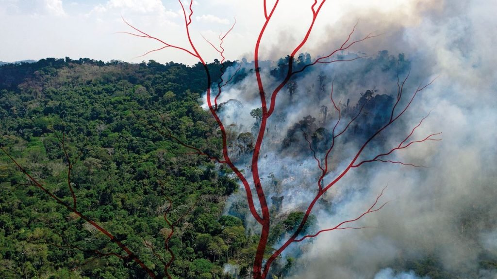 Floresta pegando fogo, bastante fumaça