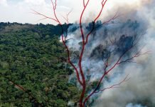 Floresta pegando fogo, bastante fumaça