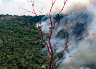 Floresta pegando fogo, bastante fumaça