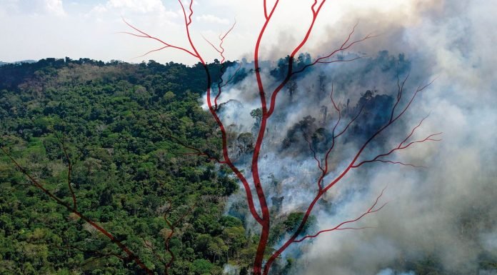 Floresta pegando fogo, bastante fumaça