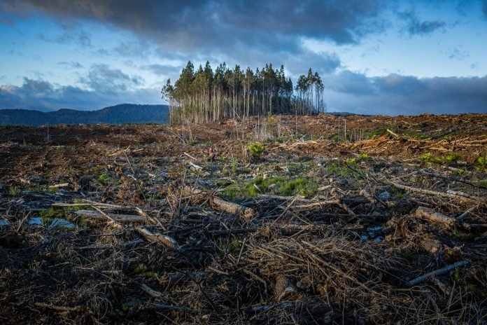 imagem de uma floresta no fundo, arvores cortadas a frente, imagem se asemelha com desmatamento, mas se análisar como uma floresta replantada de madeira para reflorestamento, é apenas uma imagem com árvores cortadas