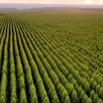 imagem áerea de uma grande floresta plantada, mudas de reflorestamento, paisagem de montanhas ao fundo