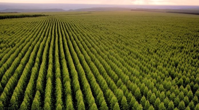 O debate da sustentabilidade no setor florestal imagem áerea de uma grande floresta plantada, mudas de reflorestamento, paisagem de montanhas ao fundo