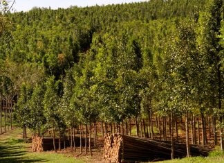 Floresta plantada - Imagem de reflorestamento